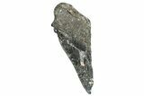 Partial Fossil Megalodon Tooth - South Carolina #250045-1